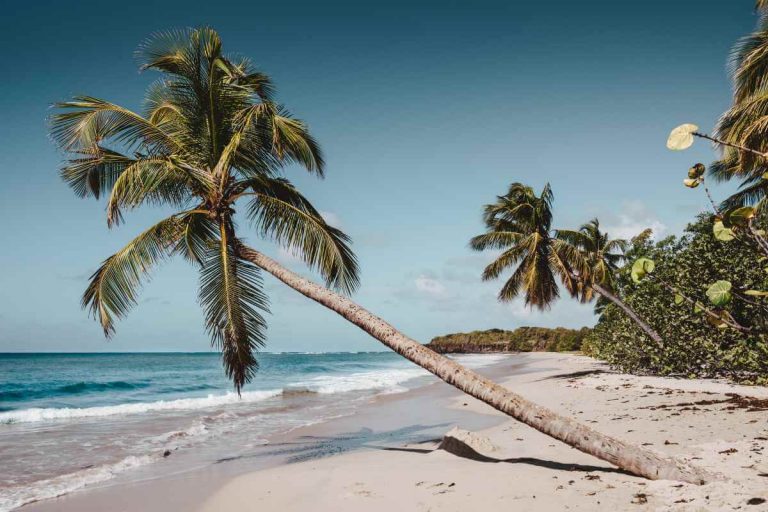 Martinica spiaggia con palma