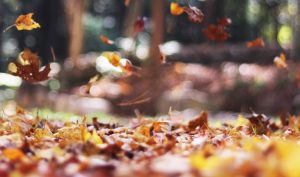 Trekking e cammini d'autunno