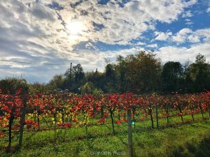 Bertinoro colline a piedi gita