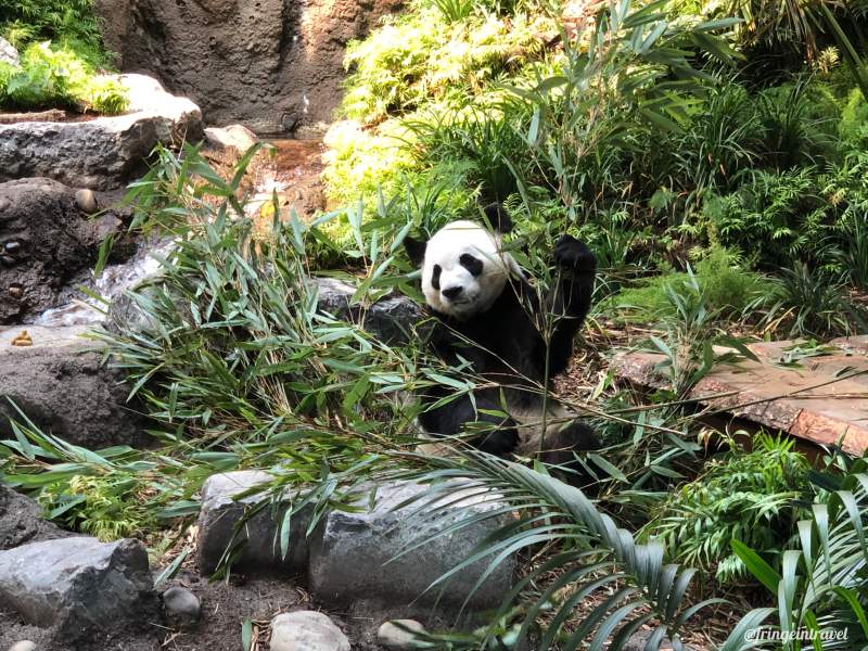 Zoo di Calgary Panda10