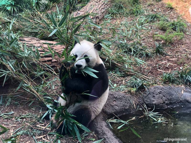 Zoo di Calgary Panda12