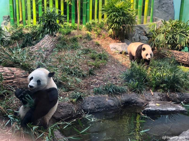 Zoo di Calgary Panda13