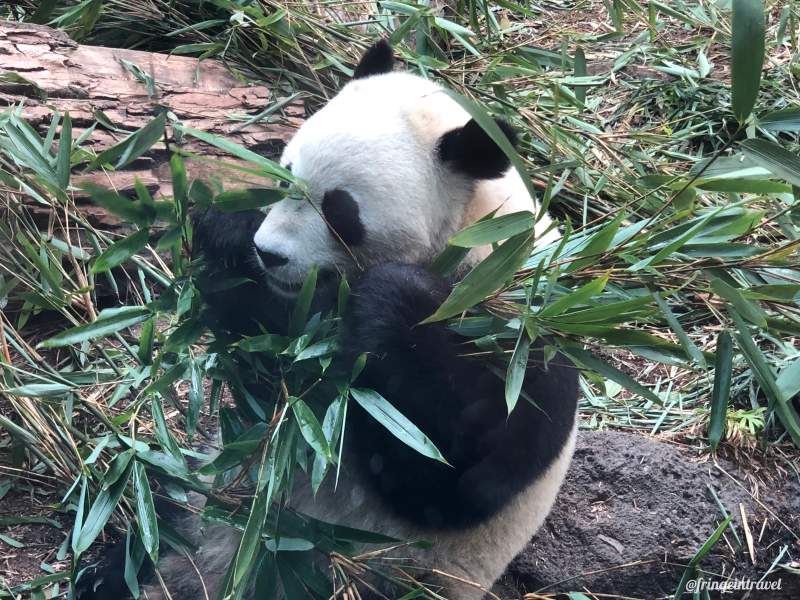 Zoo di Calgary Panda14