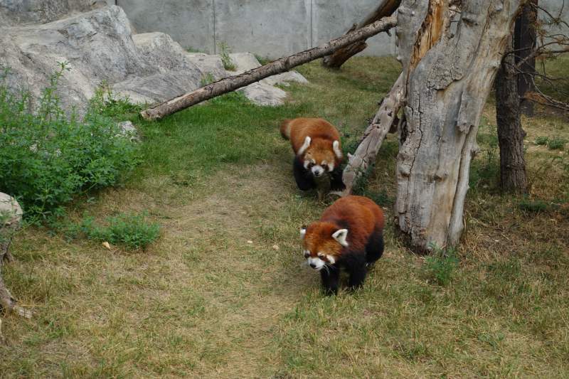 Zoo di Calgary Panda3