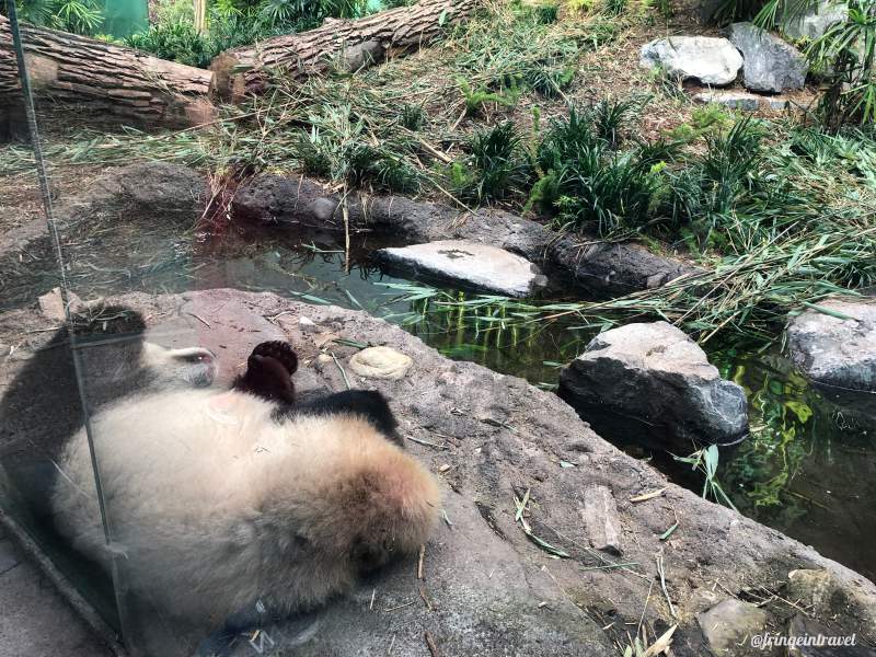 Zoo di Calgary Panda4