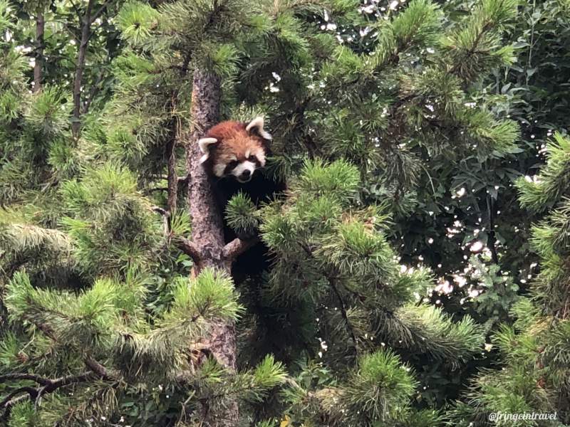 Zoo di Calgary Panda5