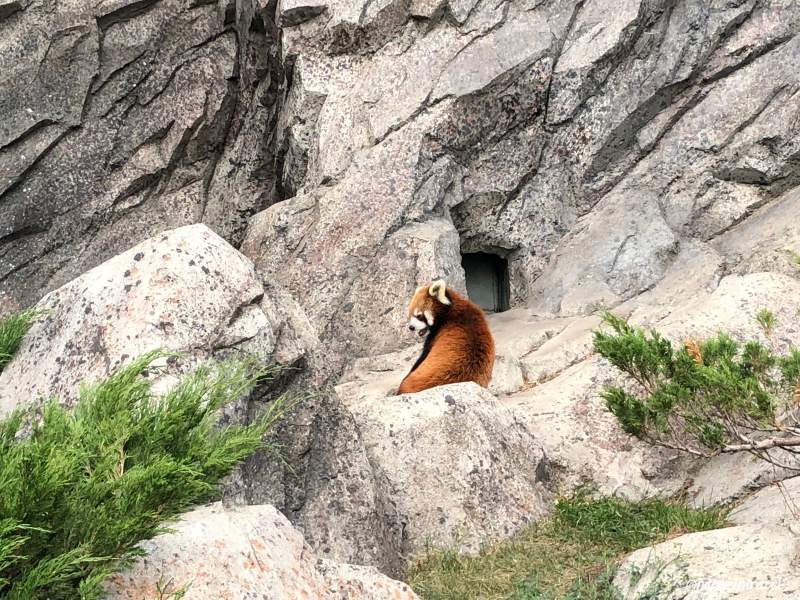 Zoo di Calgary Panda7