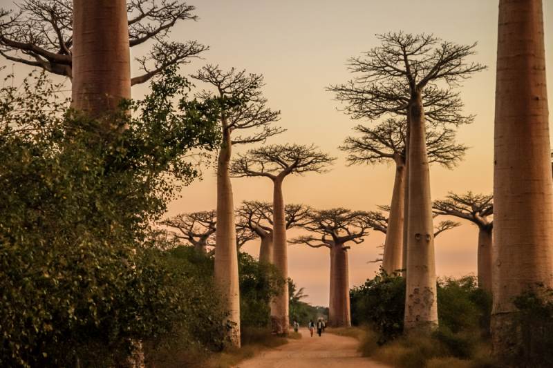 the avenue of baobab madagascar