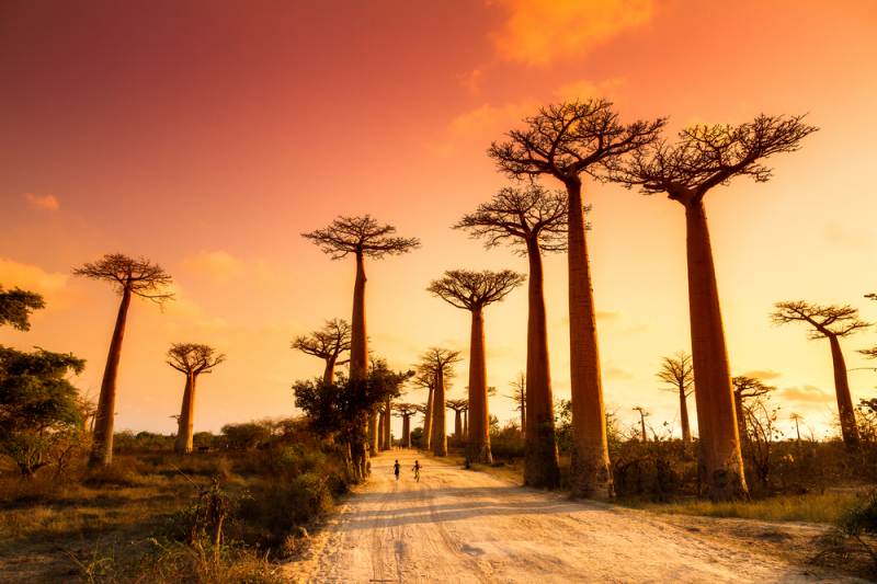 viale dei baobabs Madagascar